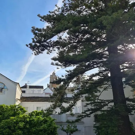 Araucaria * Sanlucar de Barrameda
